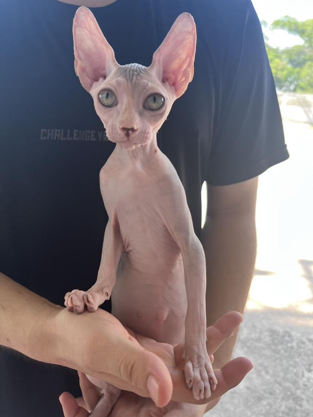 สฟิงซ์ เพศเมีย