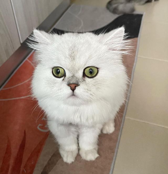 ขายแมวเปอร์เซียสีขาวสีตาสวย ราคาเป็นมิตร 3