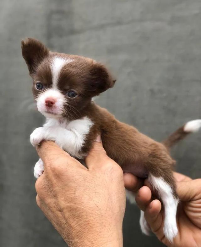 ลูกสุนัข Chihuahua 3