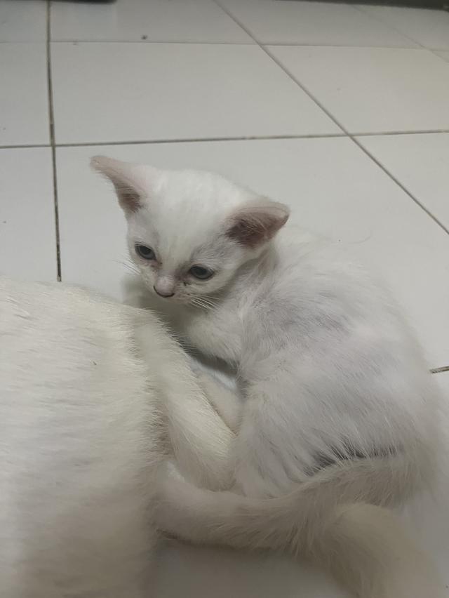 ขายแมววเด็กหาบ้านให้น้อง
