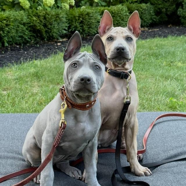 Trained Thai ridgeback puppies รูปย่อยที่ 4