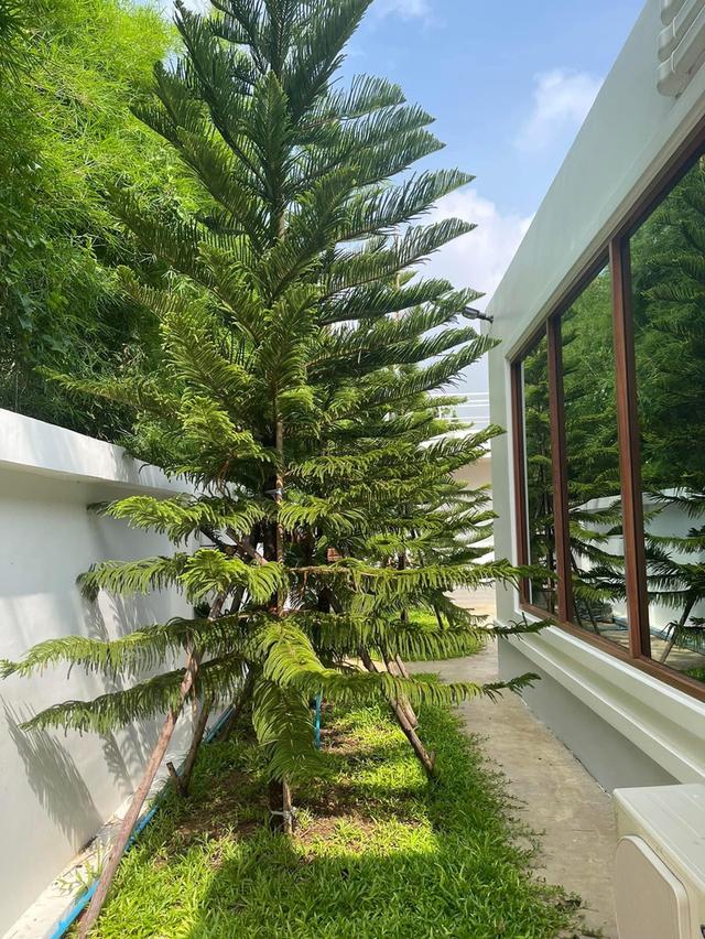ขายบ้านบิ้วอินพร้อมอยู่เฟอร์นิเจอร์ครบเนื้อที่ 366 ตรว. 3ห้องนอน สายบ้านหลังถ้ำ-บ้านทาม ใกล้นิคม304-9กม. อ.ศรีมหาโพธิ ปราจีนบุรี 6