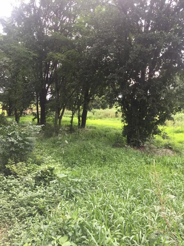 ขายที่ดิน 19 ไร่ ตำบลบ้านงิ้ว  อำเภอสามโคก  จังหวัดปทุมธานี 4