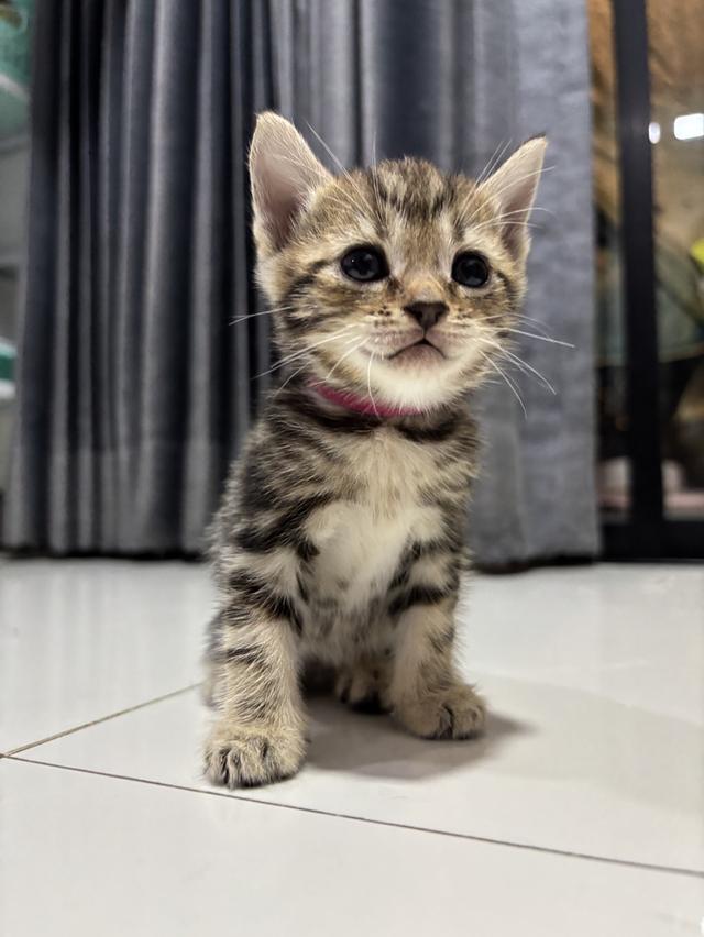 ลูกแมวพันธุ์ American Shorthair 2