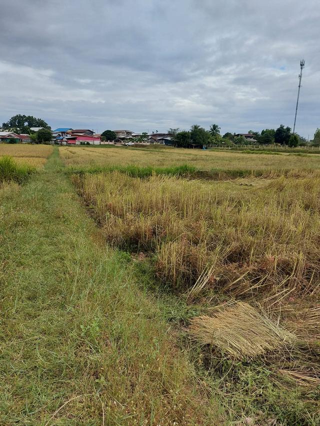 ที่ดินจังหวัดขอนแก่น 9ไร่ 4