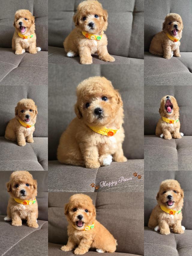 พุดเดิ้ลขาสั้นน่ารัก
