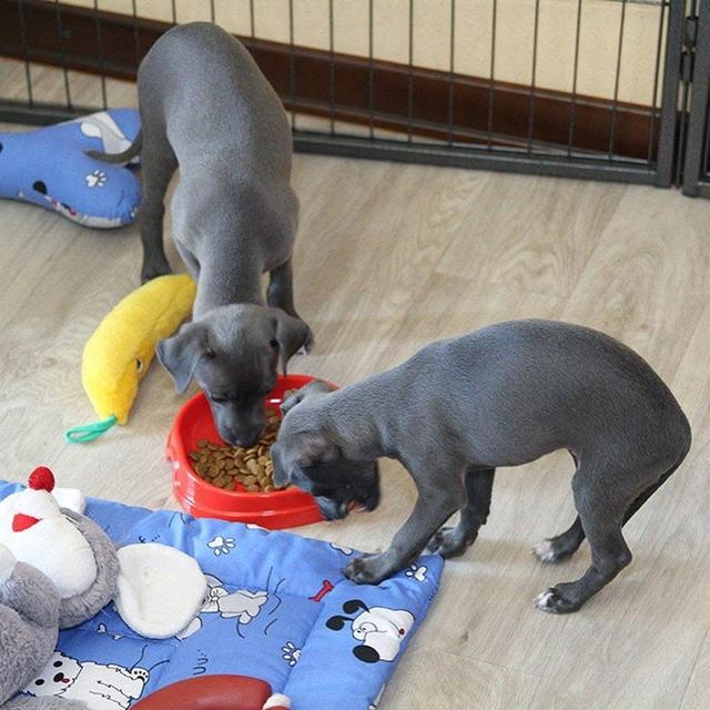 ลูกสุนัข Italian Greyhound สีเทาล้วน