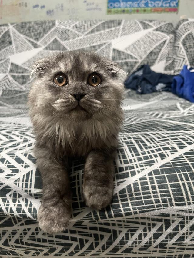 แมวขี้อ้อน(หญิง 3 เดือน)พร้อมย้าย รูปที่ 5