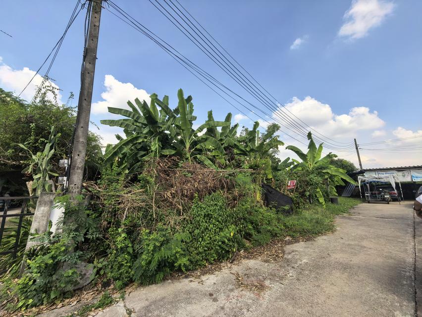 ที่ดินคลอง11 รังสิตนครนายก หมู่บ้านนริศรา 70ตรว. 1