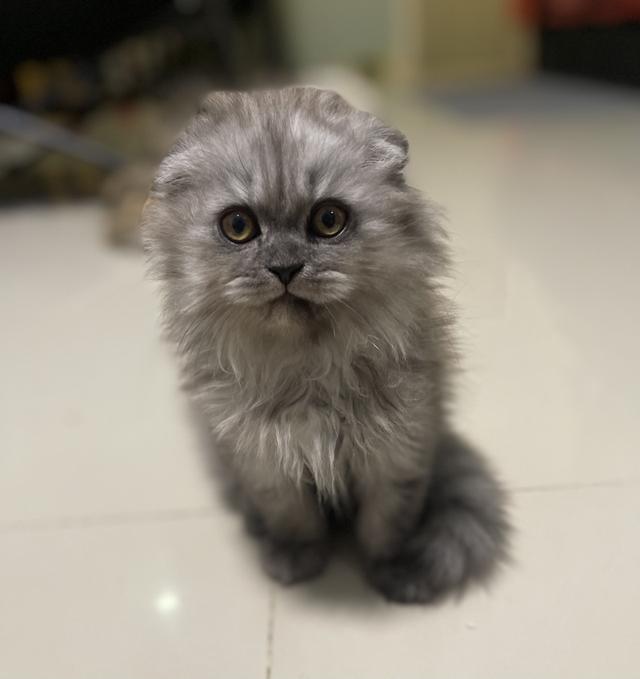 น้องแมวขี้อ้อนหูพับ(ชาย 2 เดือน)พร้อมย้าย 7