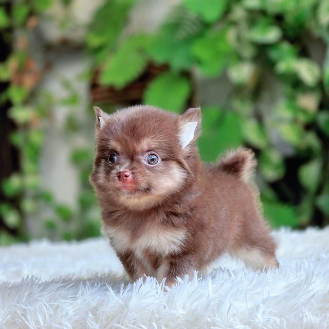 ชิวาวาแท้ขนยาว สีช็อค เพศผู้ 4