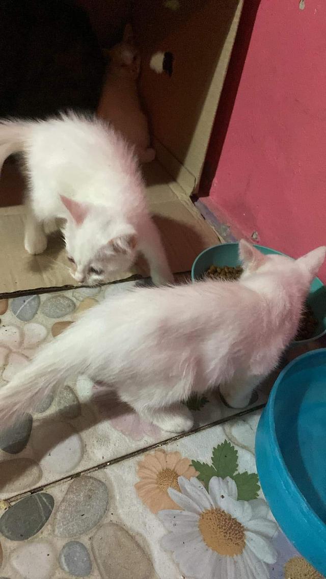 ขายแมวเปอร์เซียสีขาวตัวเล็ก 3