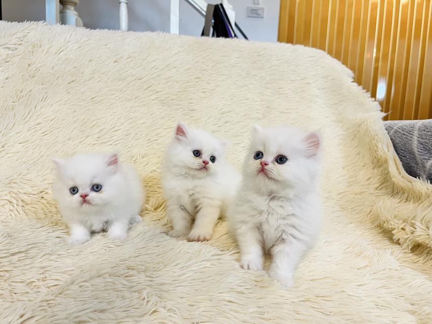 น้องแมวเปอเซียสามสี ตัวเมีย