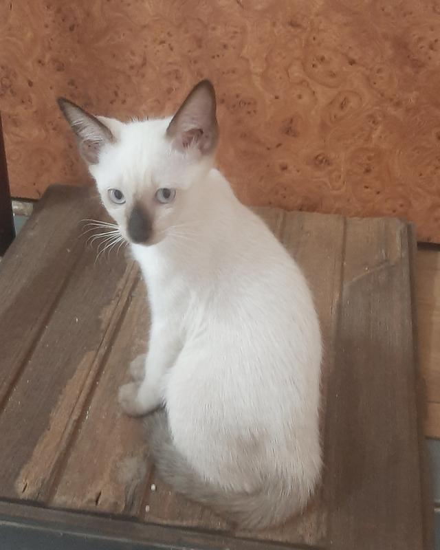 ลูกแมววิเชียรมาศแท้ มีใบเพด (SIAMESE CAT) 5