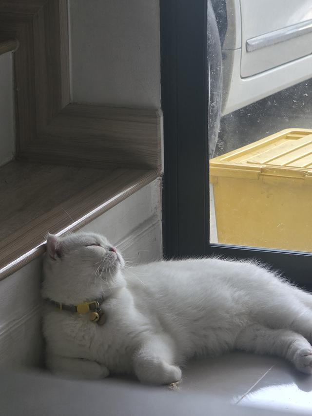 ดญ.มันซ์กิ้นผสมสก็อตติช รูปที่ 8