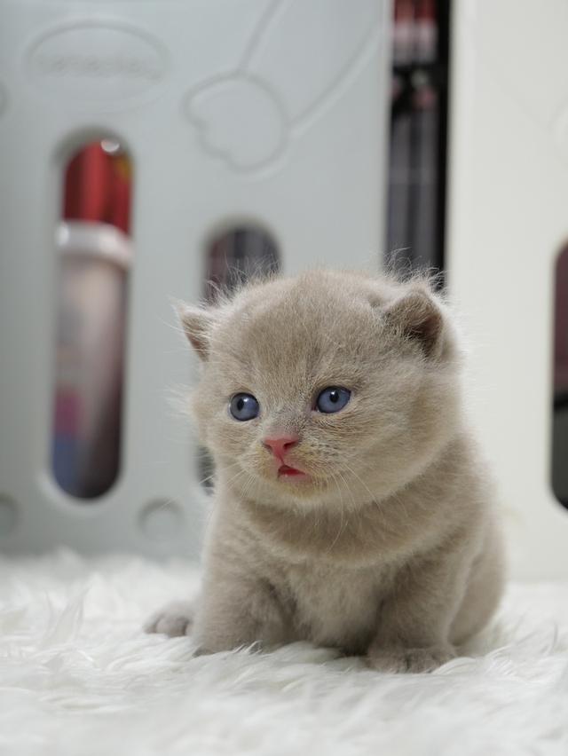 แมวบริติชช๊อตแฮร์ผู้ชายสีไลแลก รูปที่ 8