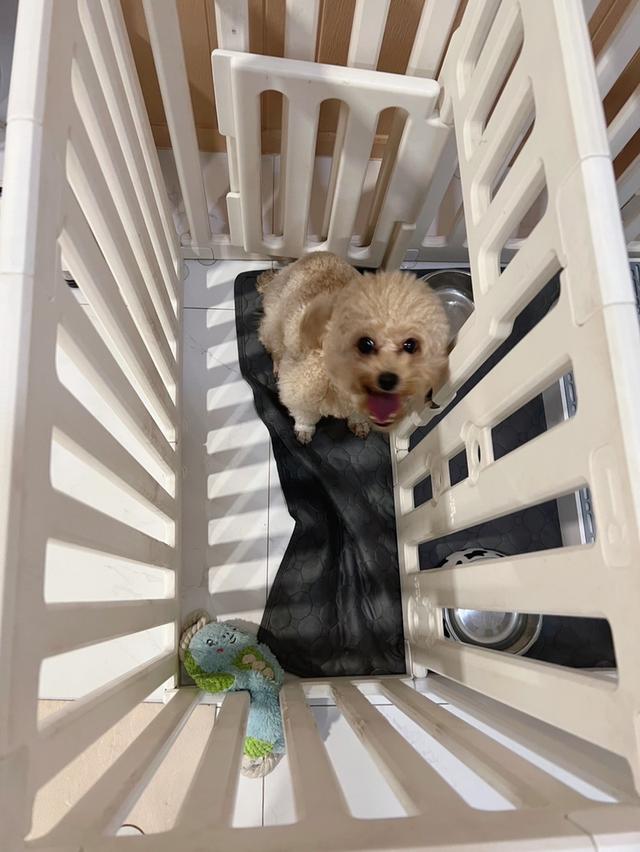 Poodle Toy  Female 1Y2m รูปที่ 3