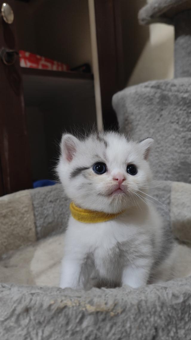 Scottish Fold (boy) 11