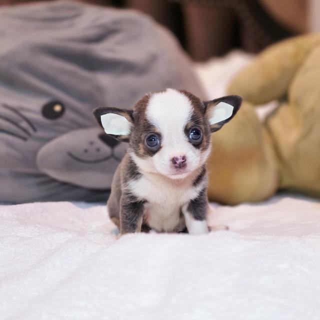 Chihuahuaขนสั้นหนุ่มหล่อน้องแฮร์รี่ตาโตขนสีเทา 6