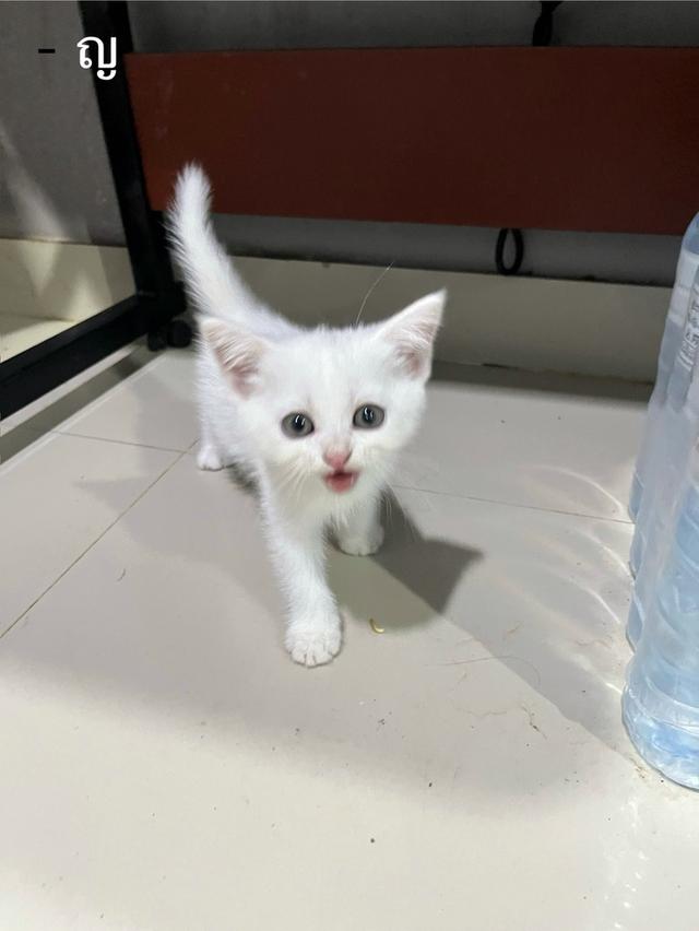 ลูกแมว สก็อตติช เปอร์เซีย รูปที่ 7