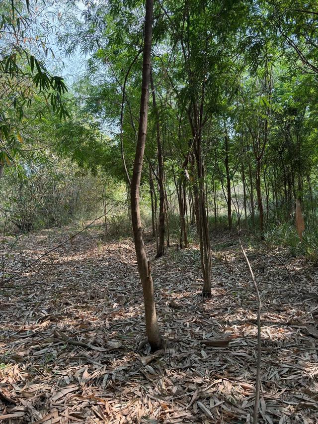 ที่ดินเปล่าภูเขียว 6 ไร่ 6