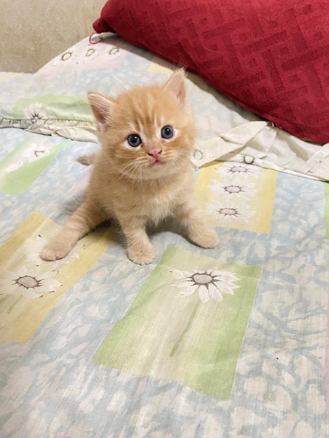 เปิดจองน้องแมวสก็อตติช