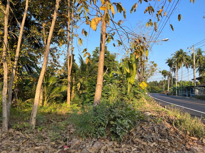 ขายที่ดิน 2-1-63 ไร่ อ.บางคนที จ.สมุทรสงคราม 3