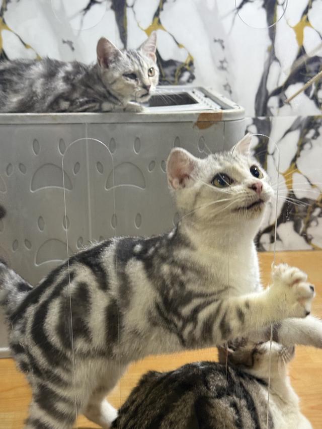 แมวสก๊อตติชแท้ 4