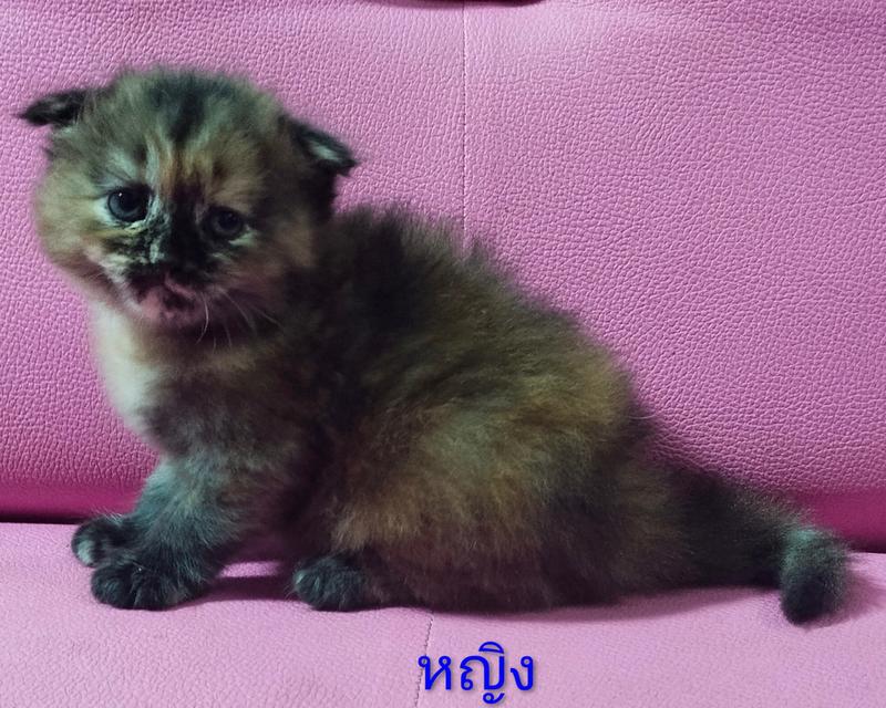 ขายแมวสก๊อตติสโฟร์ด😻 รูปที่ 6