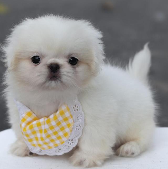 ปล่อยขาย Pekingese สุดน่ารัก 3