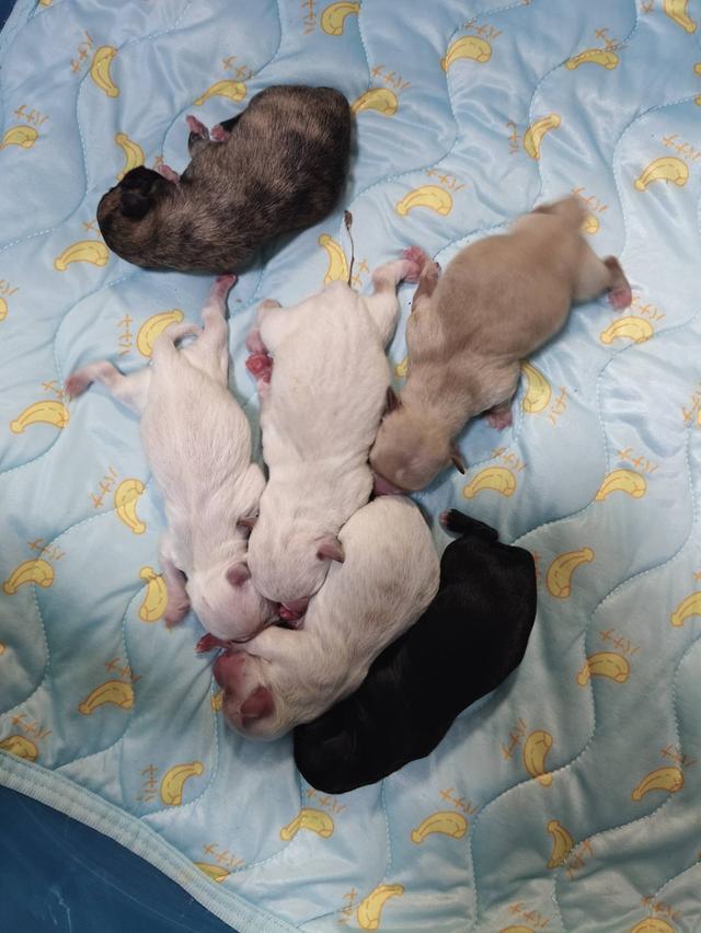 เปิดผ่อนลูกสุนัขพันธุ์เล็ก รูปที่ 8