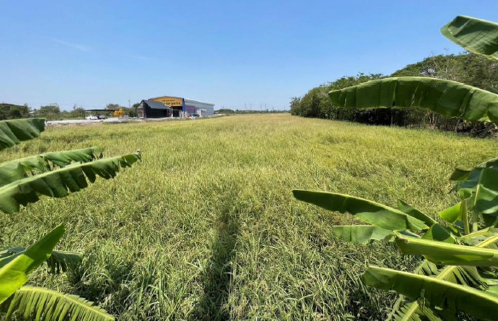 ขายที่ดิน บางกรวย ไทรน้อย 3