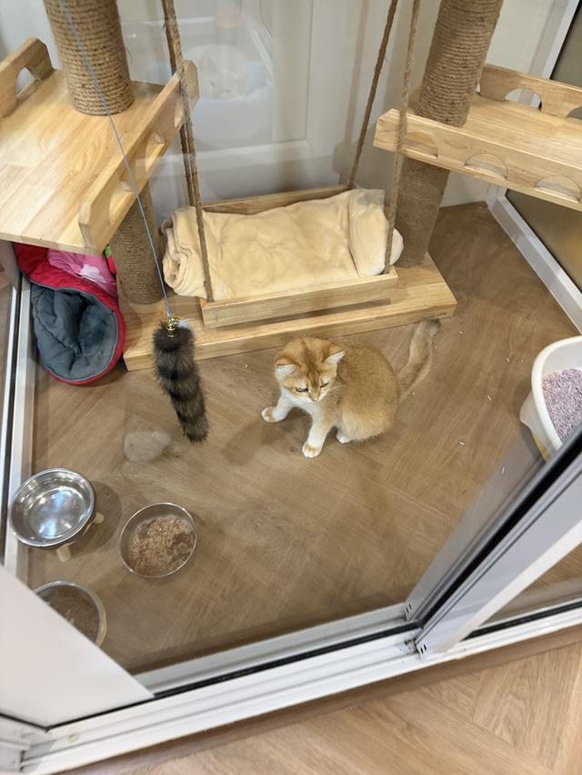 British shorthair ginger