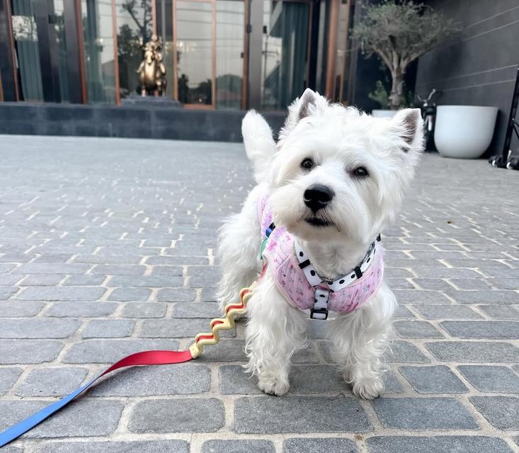 ขายสุนัขสุดน่ารัก West Highland White Terrier