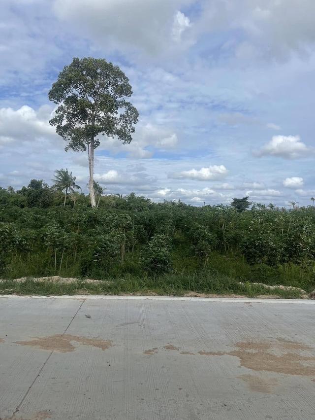 ขายที่ดินหนองมะนาว-หนองสะเดา 8 ไร่ ติดนนคอนกรีต ใกล้ท่าเรือแหลมฉบัง-5กม. บางละมุง ชลบุรี