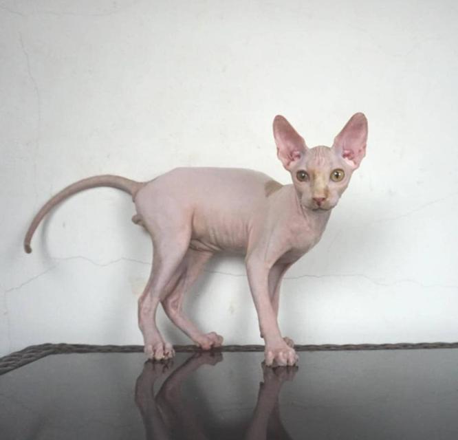 5.แมวสฟิงซ์/เพศผู้ หาบ้าน Sphynx Cat/Male looking for a new home