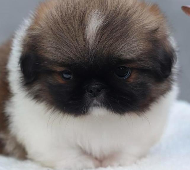 Pekingese ลูกหมาตัวจิ๋ว