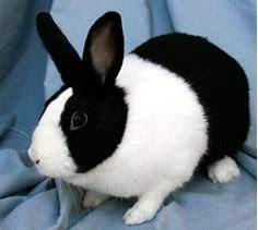 กระต่าย ดัช 3