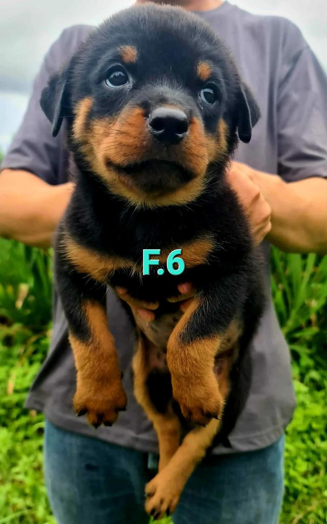 ลูกสุนัข Rottweiler พันธุ์แท้ 8