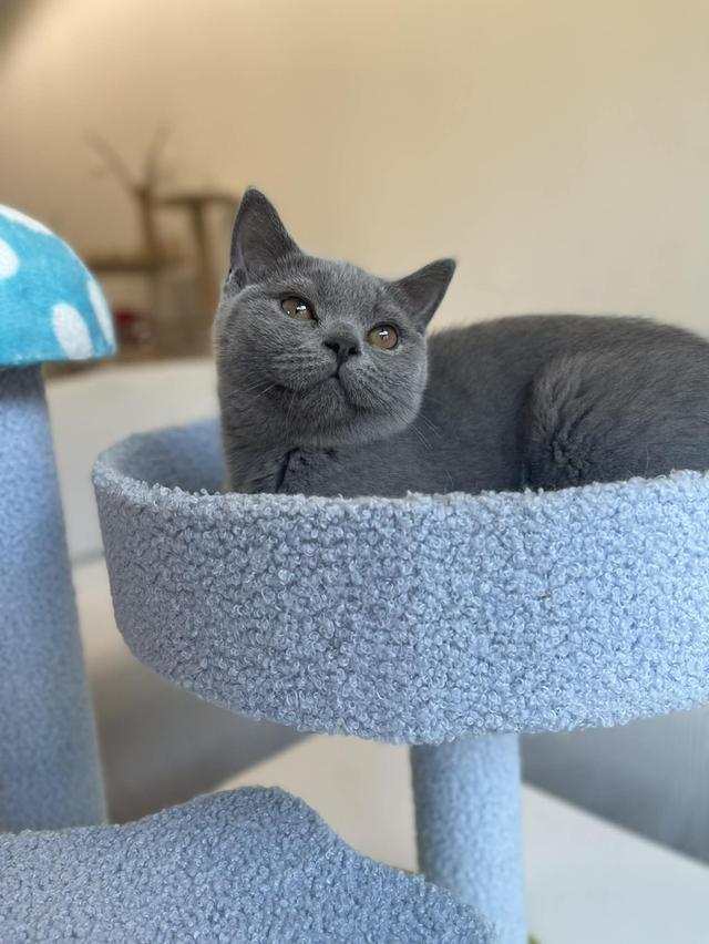 British Shorthair พร้อมใบ WCF ดช รูปที่ 5