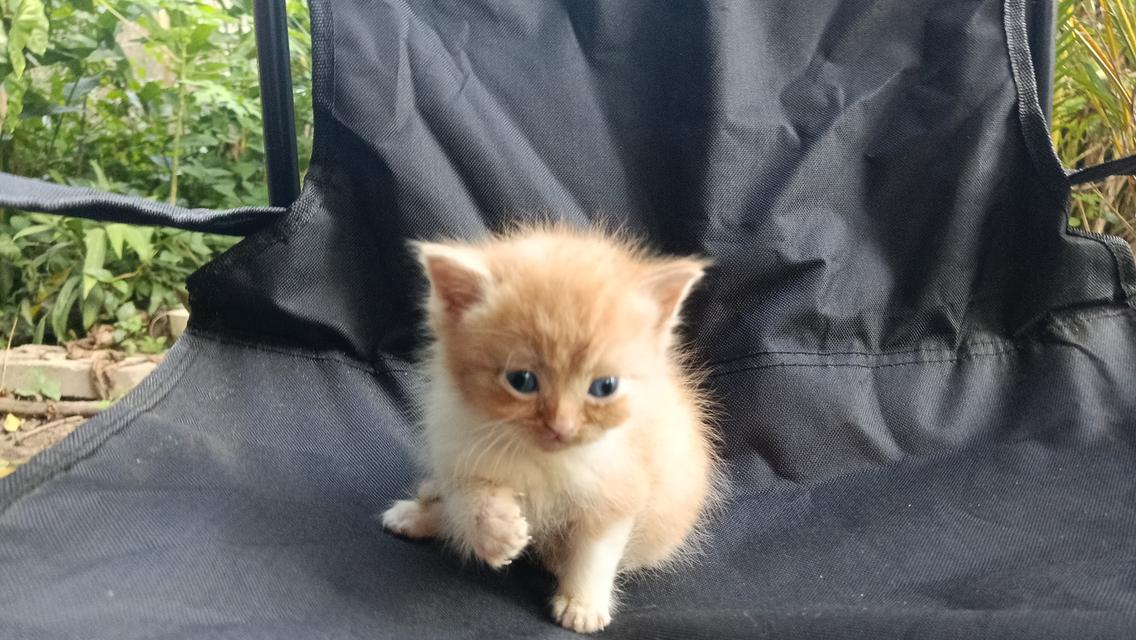 สก๊อตติสเพศผู้เพศเมีย