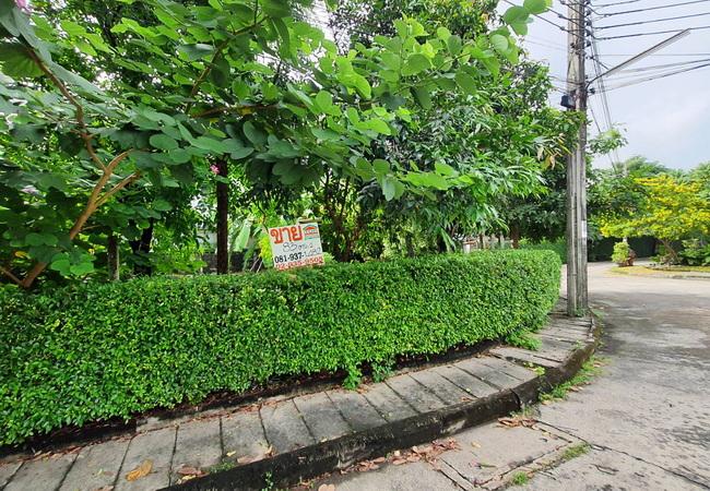 ขายที่ดิน ในหมู่บ้านซันไรซ์กรีน ซอยนวมินทร์ 143 เขตบึงกุ่ม กรุงเทพมหานคร 3