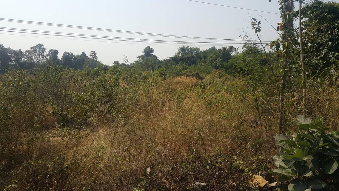 ขายที่ดินเปล่าตรงข้าม ปตท.ใหม่ ทางเข้า ม.ธรรมศาสตร์ลำปาง 3-2-36 ตรว. ติดซุปเปอร์ลำปาง-เชียงใหม่ ฝั่งขาขึ้น หน้า 55 เมตร