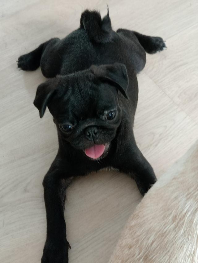 ลูกสุนัขสายพันธุ์ปั๊กแท้ พ่อแม่มีใบเซอ