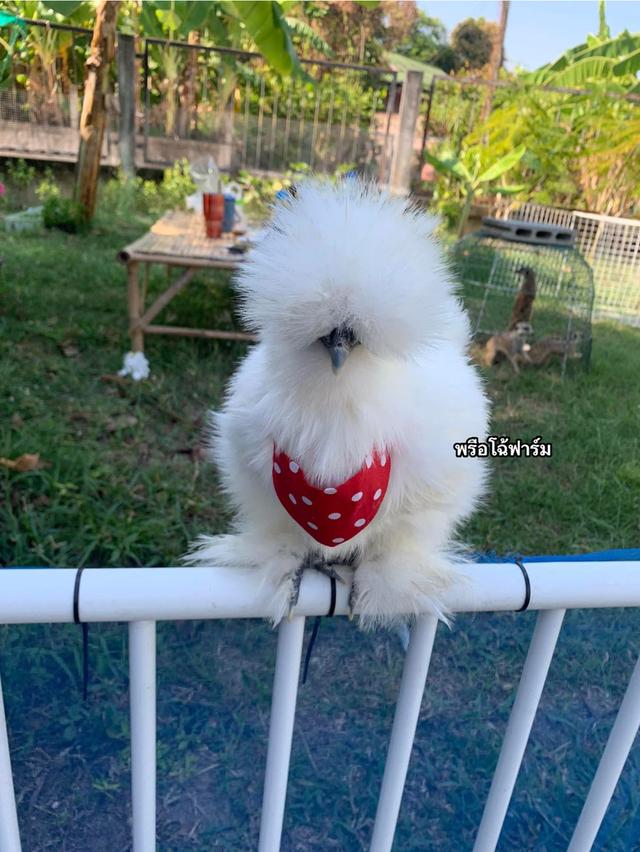 ไก่ซิลกี้ Silkie