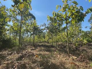 ขายที่ดินติดริมแม่น้ำน่าน อำเภอชุมแสง จังหวัดนครสวรรค์ 8