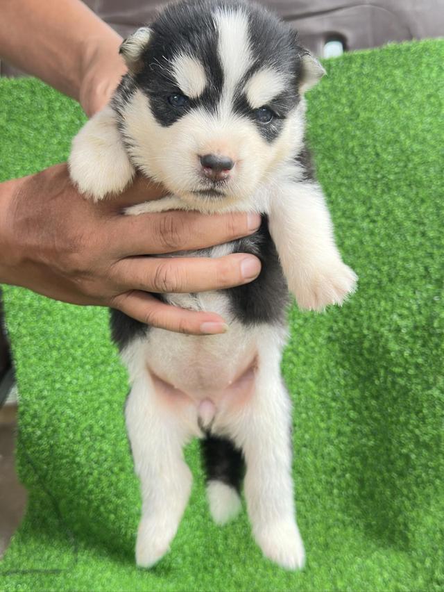 น้องหมาไซบีเรียน