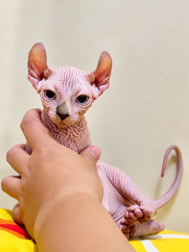 ส่งถึงบ้าน กทม.และปริมณฑล 🐾