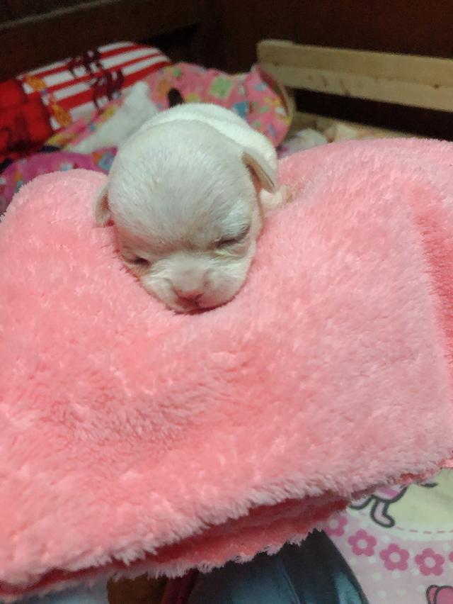 ลูกชิวาว่าสีขาวล้วน พร้อมย้ายบ้าน เพศหญิง 