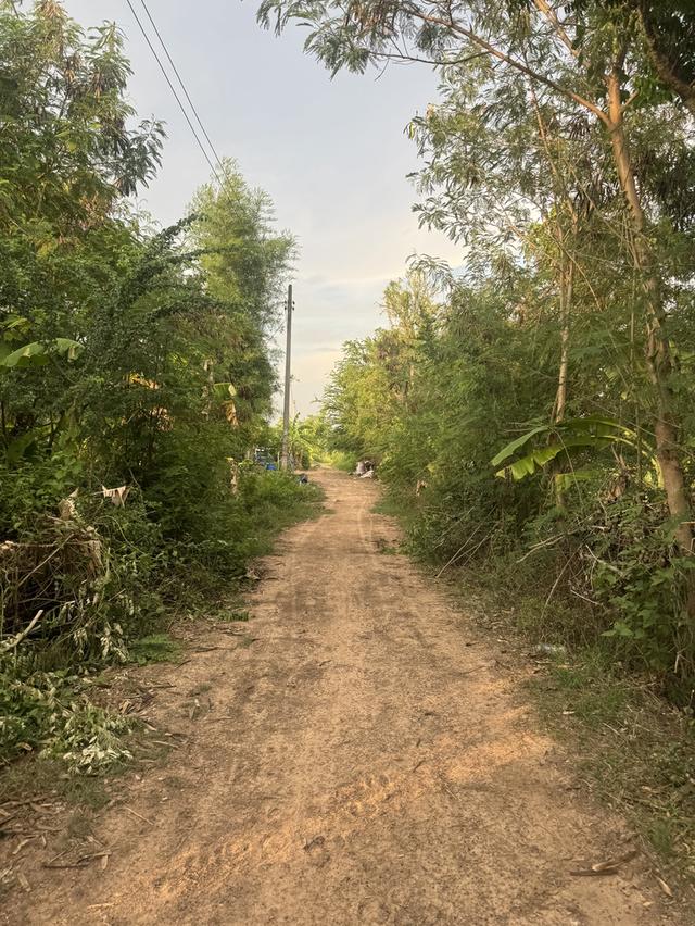 ขายที่ดินสวนพร้อมบ่อน้ำ 2 ไร่ โคราช ที่ดินบรรยากาศธรรมชาติ มีบ่อน้ำ เดินทางสะดวกใกล้ตัวเมืองโคราช มีไฟฟ้า ต้องการขายด่วนค่ะ 9